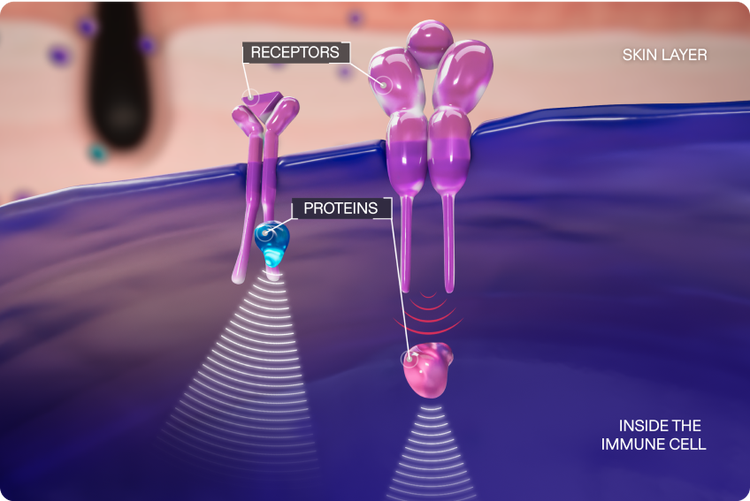 Illustration of proteins sending signals deep within an immune cell.