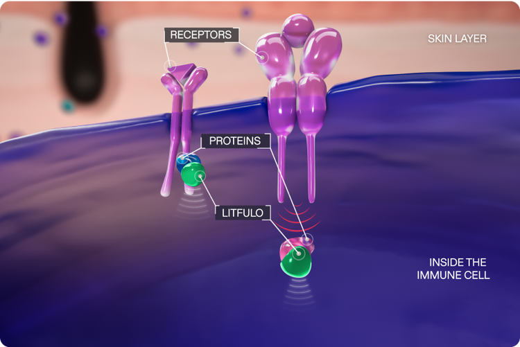 Litfulo ™ (ritlecitinib) mechanism of action. Illustration of LITFULO™ (ritlecitinib) binding to select proteins within an immune cell and blocking signals.